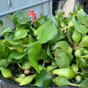 5 Bundles Get 1 free - Floating Water Garden Pond Plant g